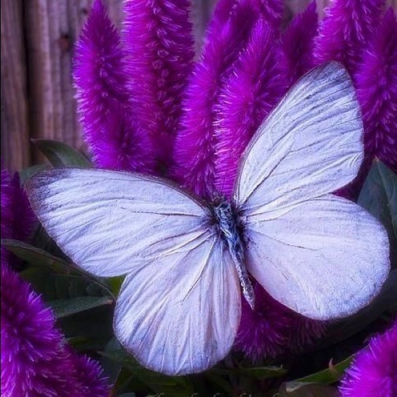 Meet your Posher - Picture 4 of 8